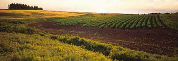POTATO-FIELD-1