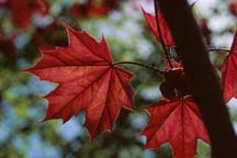 BLACK-MAPLE