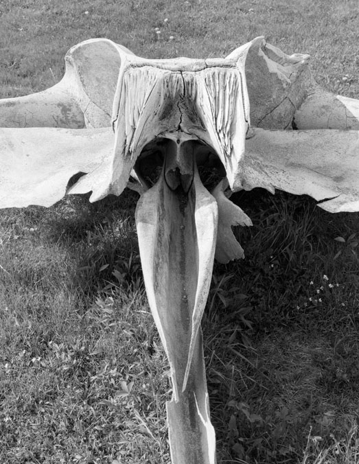 Whale Skull #2