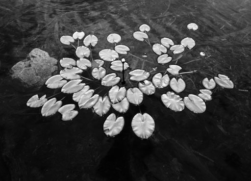 LILY PADS Es