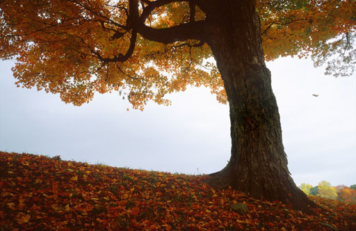 STORM TREE 2