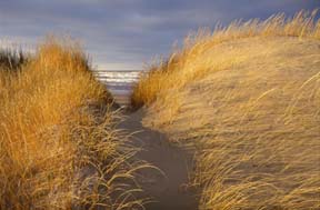 FIERY DUNE