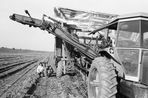 POTATO HARVEST DT