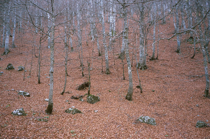 BEECH FOREST 
