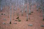 BEECH FOREST 