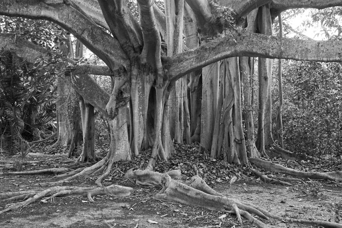 Banyan 1