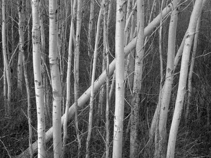 Poplars 2