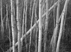 Poplars 2